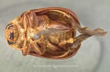 Media type: image; Entomology 18527   Aspect: habitus ventral view